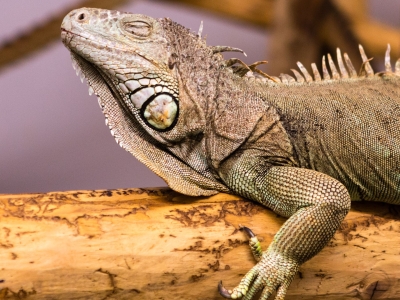 Iguane vert - De Zonnegloed - Refuge pour animaux